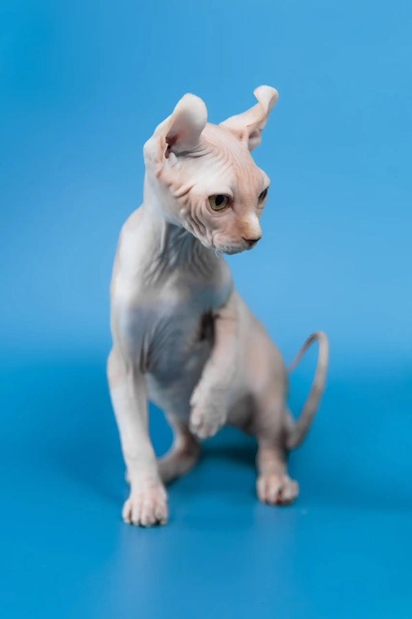 Irish | elf sphynx kitten