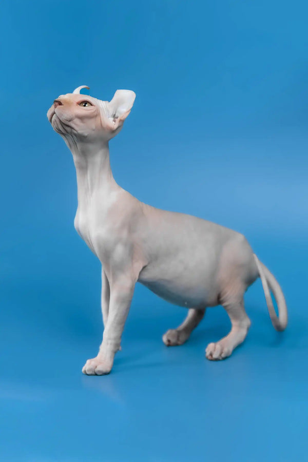 Irish | elf sphynx kitten