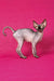 Irma | canadian sphynx kitten