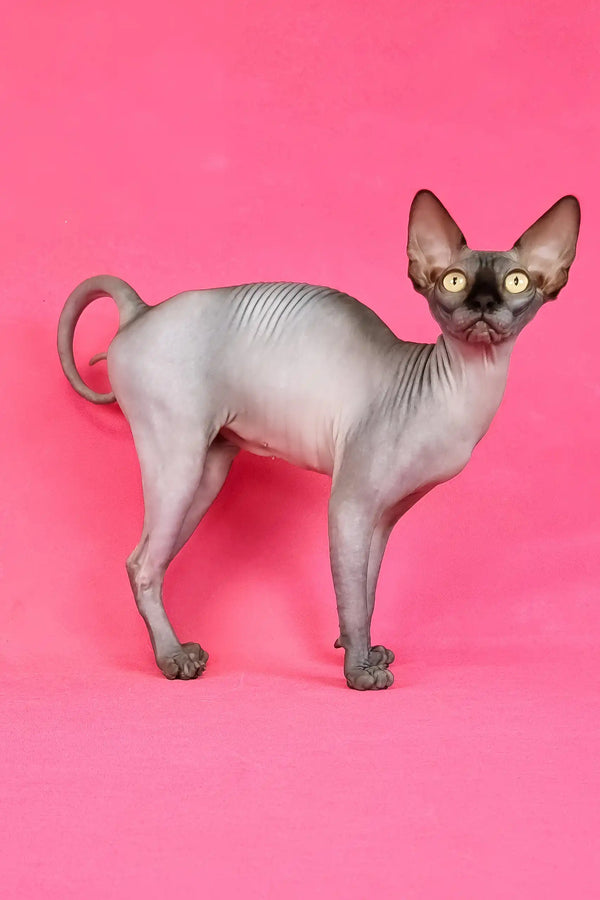 Irma | canadian sphynx kitten