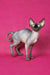 Irma | canadian sphynx kitten
