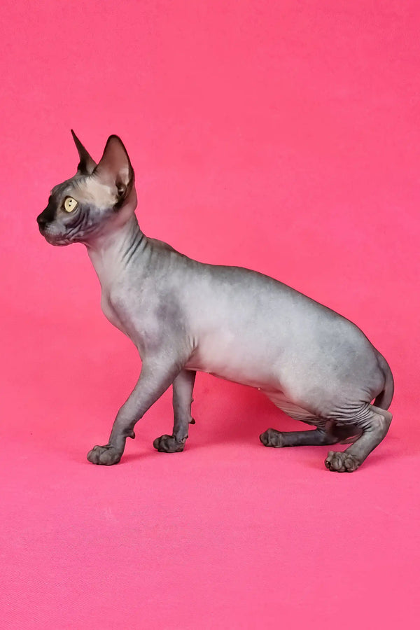 Irma | canadian sphynx kitten