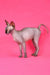 Irma | canadian sphynx kitten
