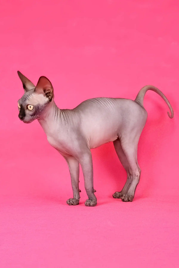 Irma | canadian sphynx kitten