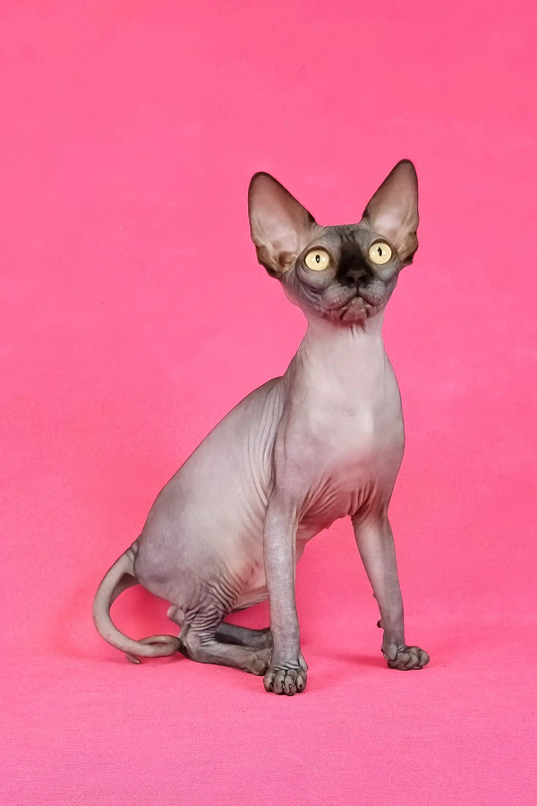 Irma | canadian sphynx kitten