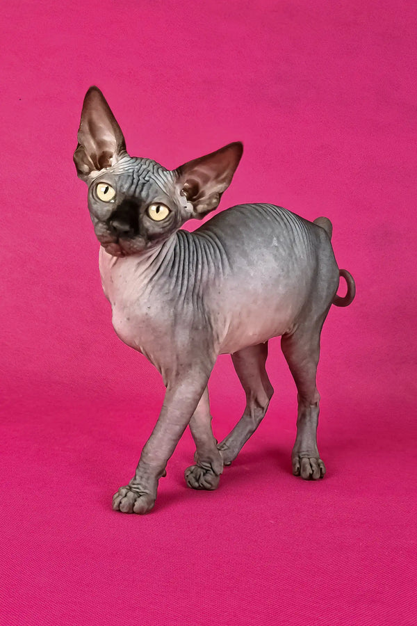 Irma | canadian sphynx kitten