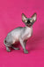 Irma | canadian sphynx kitten
