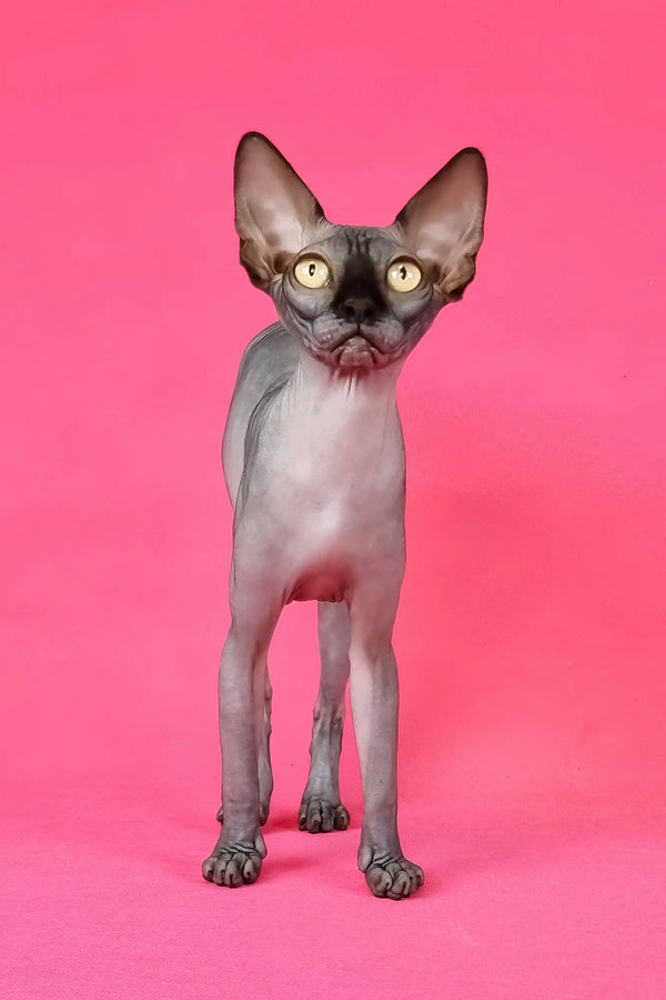 Irma | canadian sphynx kitten