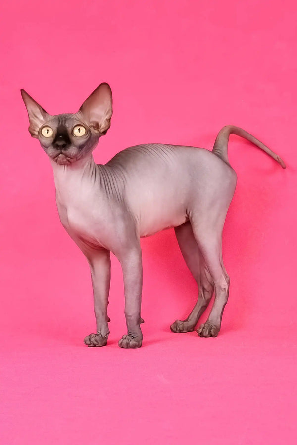 Irma | canadian sphynx kitten