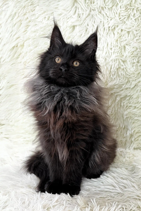 Cute Black Maine Coon kitten named Irma looking playful and adorable