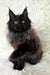 Adorable Black Maine Coon kitten named Irma in a cozy setting