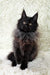 Black Maine Coon cat in Irma, a cute Maine Coon kitten product display