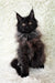 Fluffy black Maine Coon kitten named Irma, super cute and playful in this product image