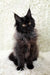 Fluffy black Maine Coon kitten named Irma looking adorable and playful