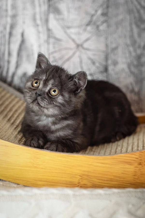 Gray tabby kitten Irma with big eyes, showcasing her Scottish Straight charm