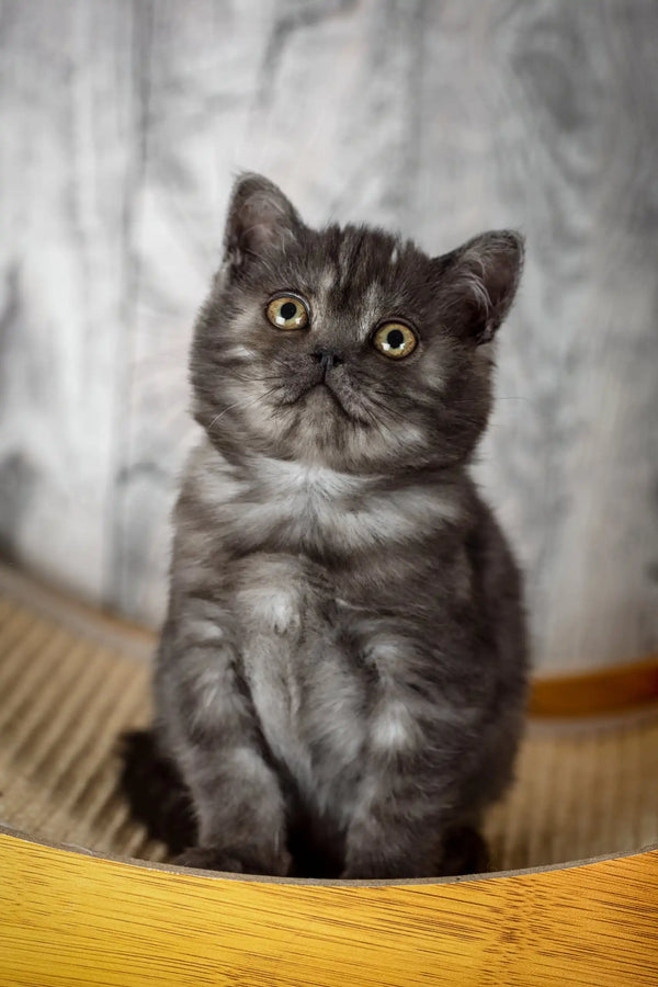 Gray tabby kitten with round eyes in the Irma Scottish Straight Kitten product