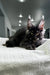 Adorable Maine Coon lounging on a cozy white surface, showcasing its ear tufts