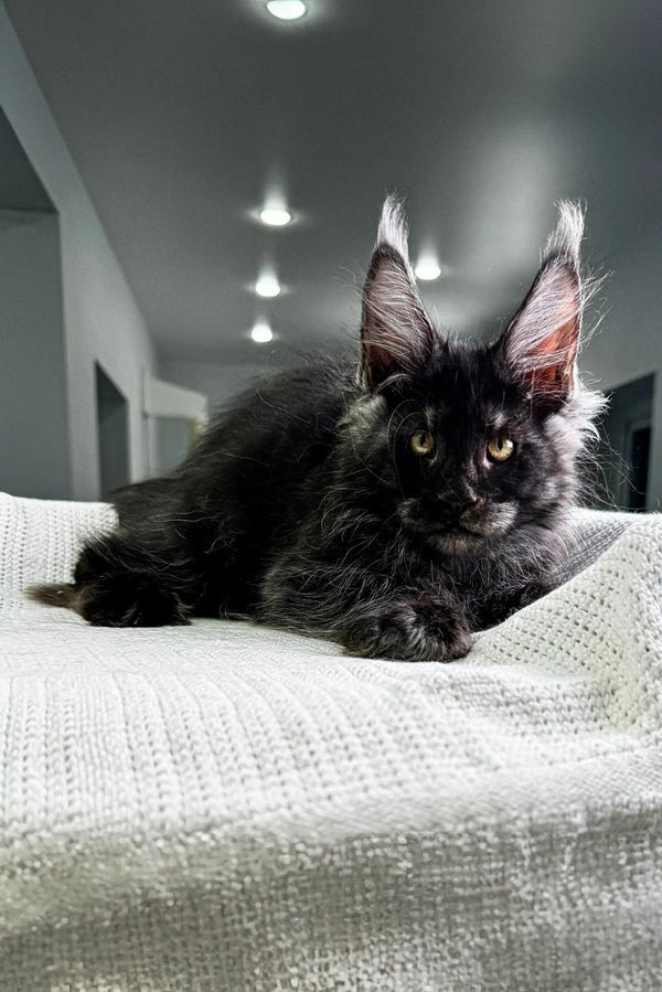 Adorable Maine Coon lounging on a cozy white surface, showcasing its ear tufts
