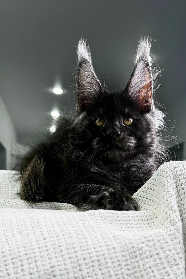 Adorable Maine Coon kitten with long black fur, ear tufts, and striking yellow eyes