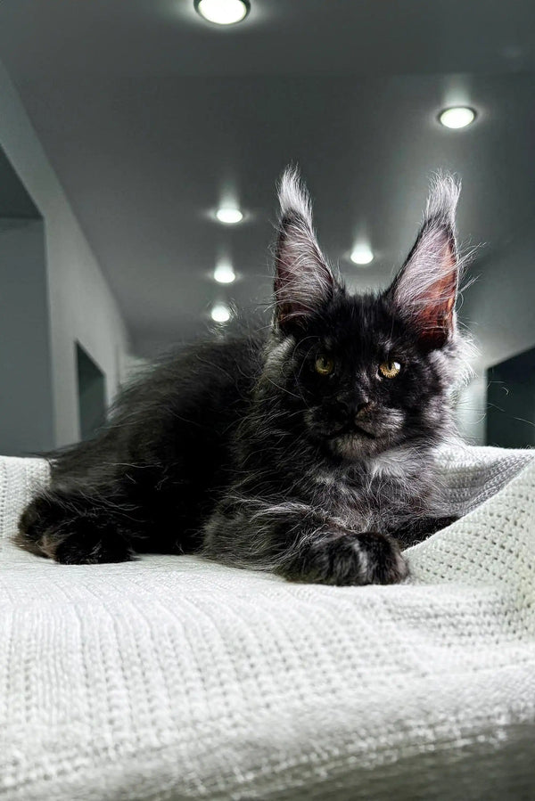 Black Maine Coon cat with ear tufts relaxing on a white surface for adorable Maine Coon