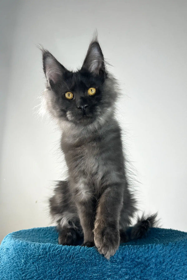 Ironman | maine coon kitten