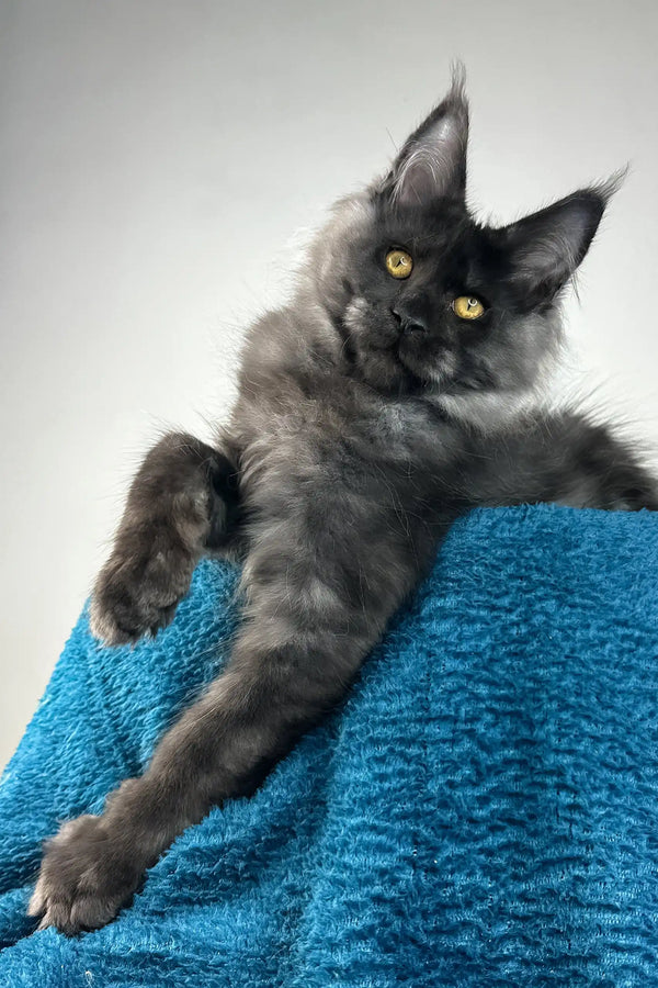 Ironman | maine coon kitten