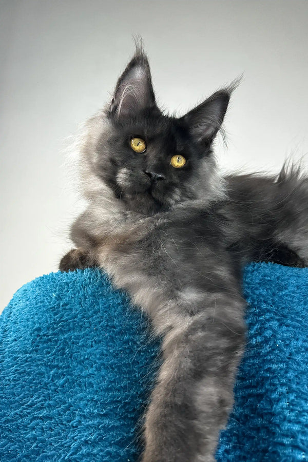 Ironman | maine coon kitten