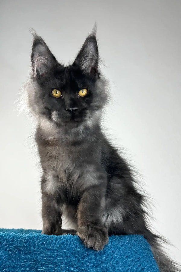 Ironman | maine coon kitten