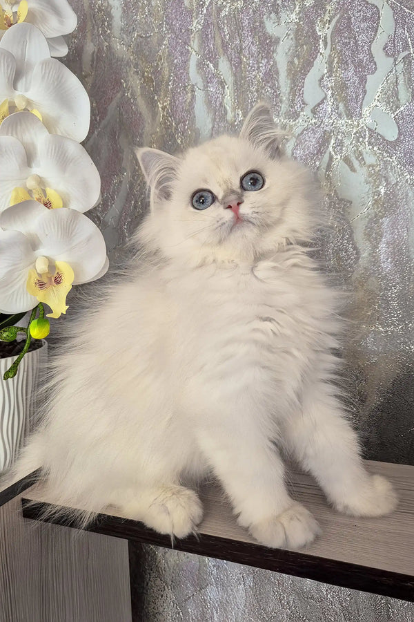 Irvin | british longhair kitten