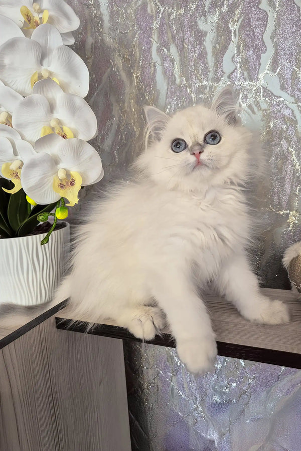 Irvin | british longhair kitten