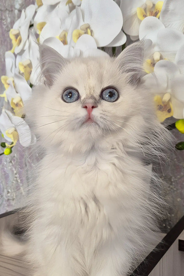 Irvin | british longhair kitten