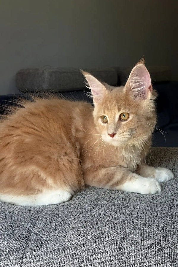 Irvin | maine coon kitten
