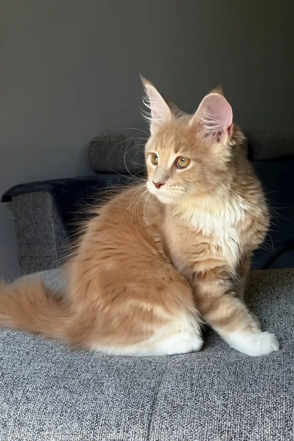 Irvin | maine coon kitten