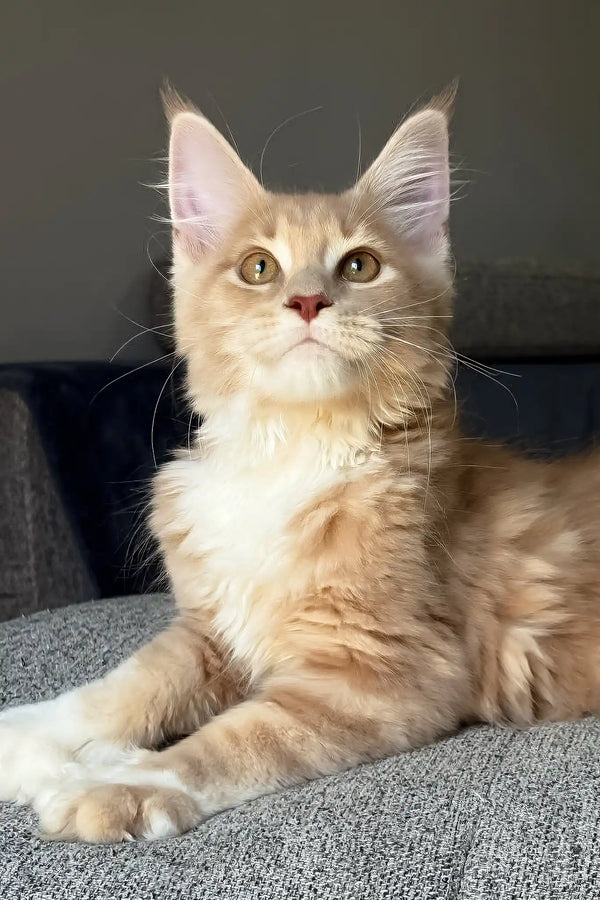 Irvin | maine coon kitten