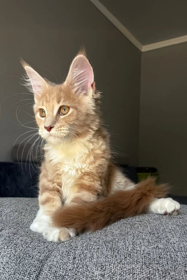 Irvin | maine coon kitten