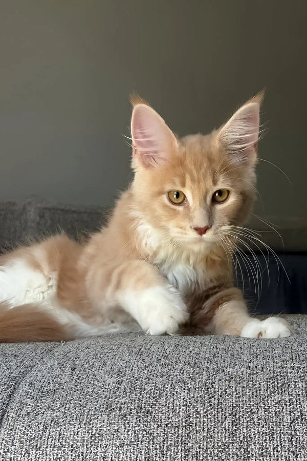 Irvin | maine coon kitten