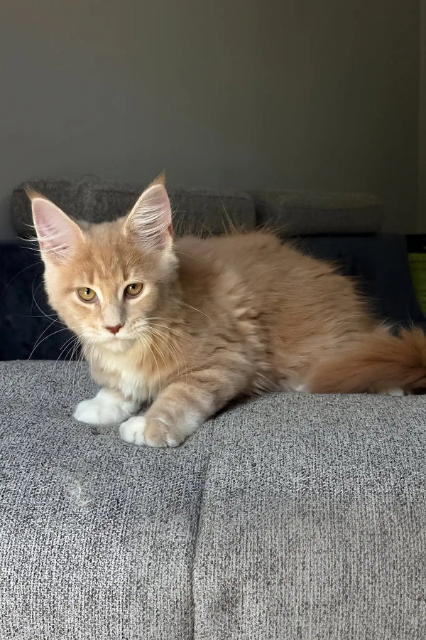 Irvin | maine coon kitten