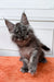 Gray Maine Coon kitten Irvin with fluffy fur and cute ear tufts, adorable coon kitten