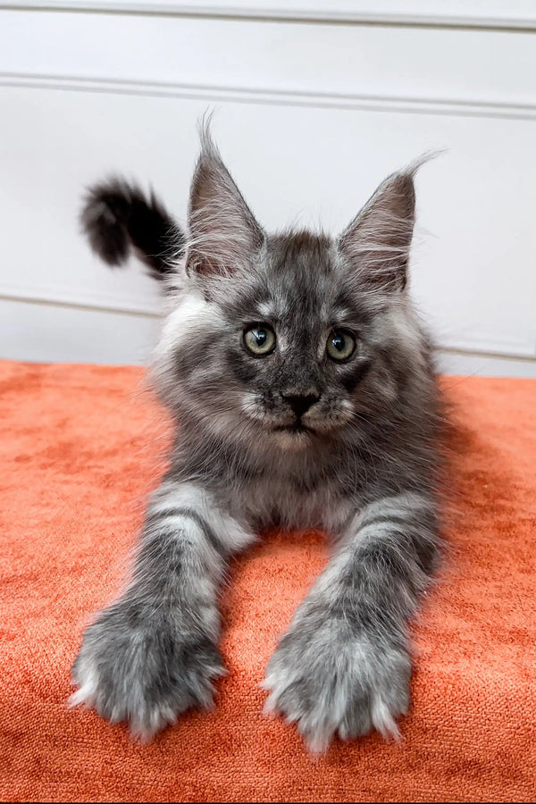 Gray Maine Coon kitten with tufted ears and stunning eyes, perfect for any cat lover