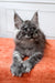 Gray fluffy Maine Coon kitten Irvin with cute ear tufts and bright alert eyes