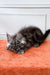 Gray long-haired Maine Coon kitten lounging on vibrant orange surface