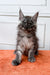 Fluffy gray Maine Coon kitten with big ears sitting on an orange surface