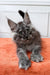 Fluffy gray Maine Coon kitten with ear tufts, perfect for any cat lover