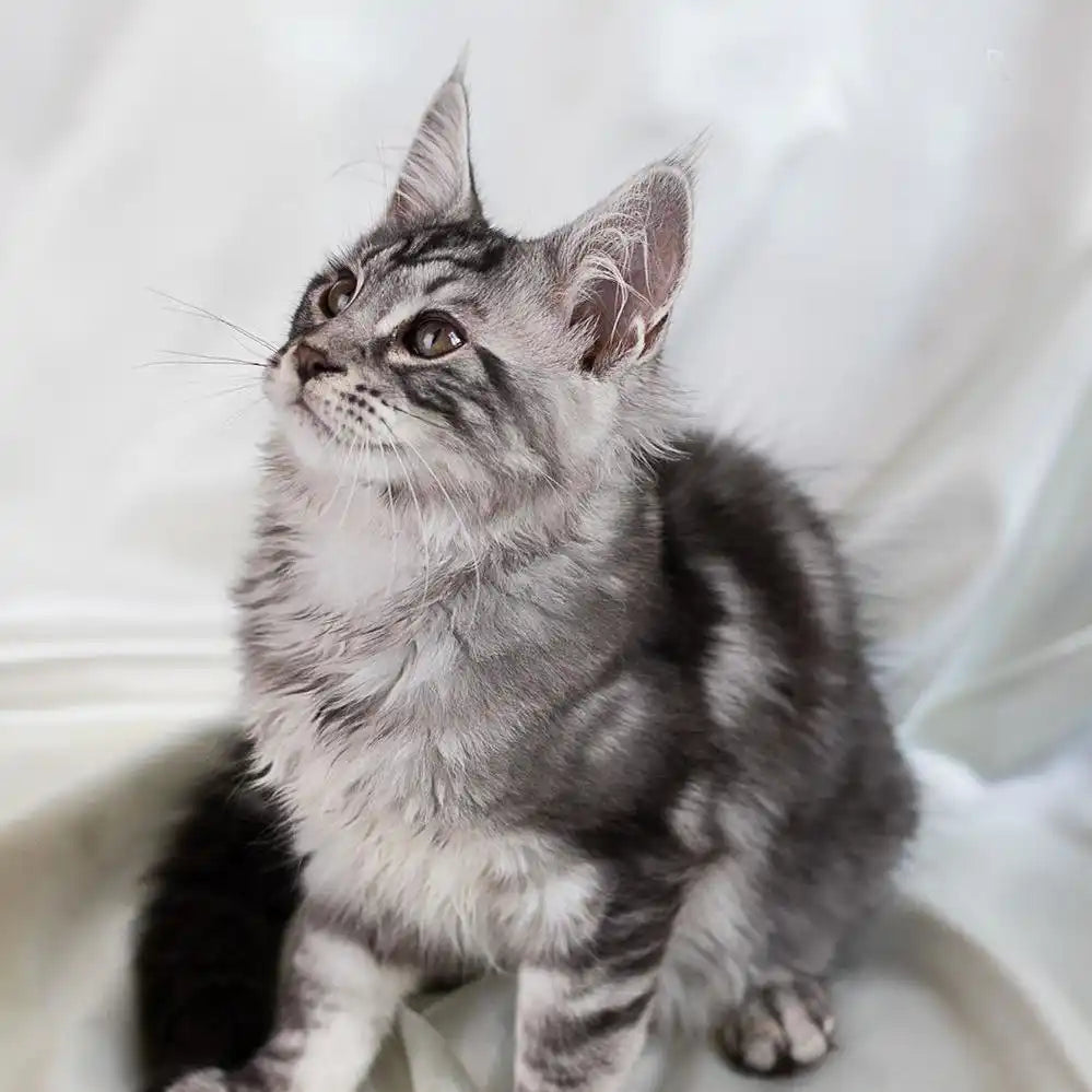 Maine Coon Kittens for Sale Irvin | Kitten