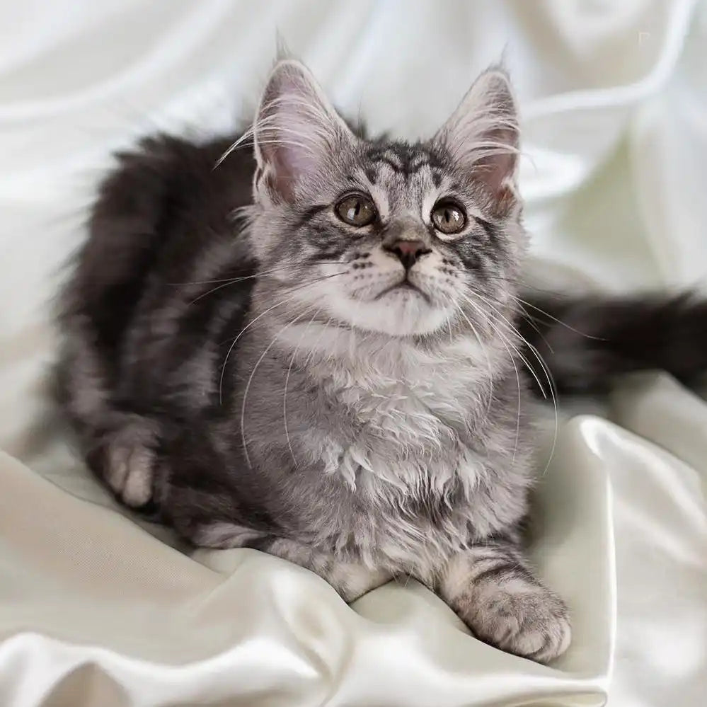 Maine Coon Kittens for Sale Irvin | Kitten
