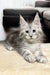 Fluffy gray and white Maine Coon kitten with big ears and bright eyes, named Isa