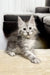 Fluffy gray and white Maine Coon kitten named Isa with big eyes and a playful vibe