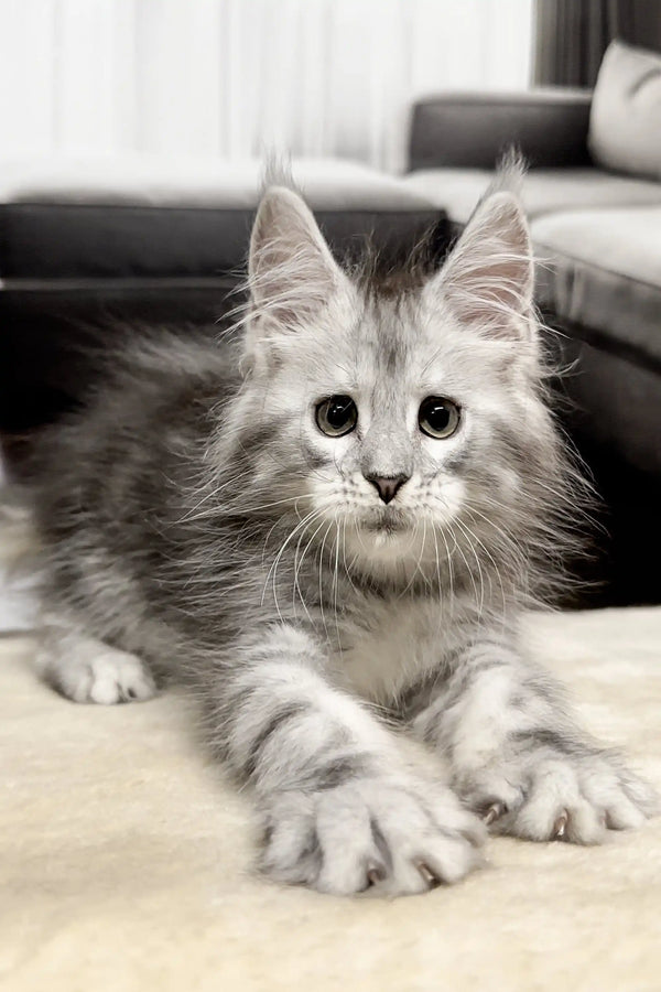 Fluffy gray and white Maine Coon kitten, meet Isa with big eyes and pointed ears