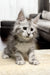 Fluffy Maine Coon kitten named Isa with big ears and wide eyes, super adorable!