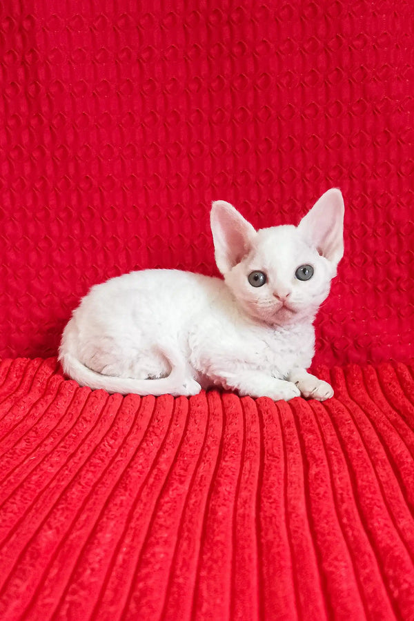 Adorable White Devon Rex kitten named Isabel looking playful and cute